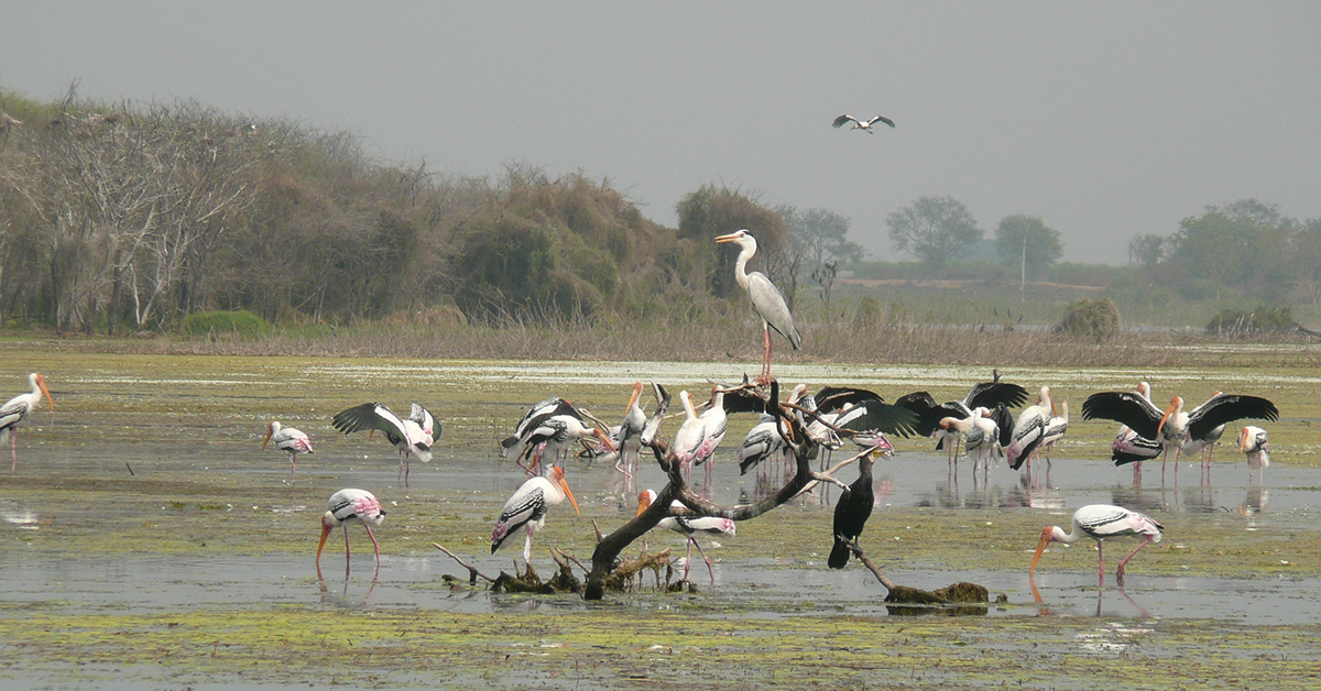 Manjira Wildlife Sanctuary